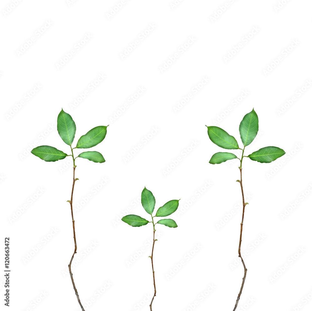 Twigs on white background. pattern Twigs on white background. pattern