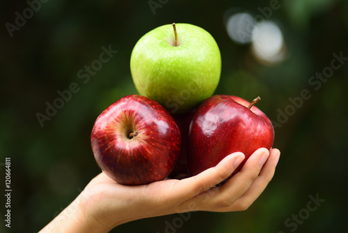 Apple fruit holding by hand