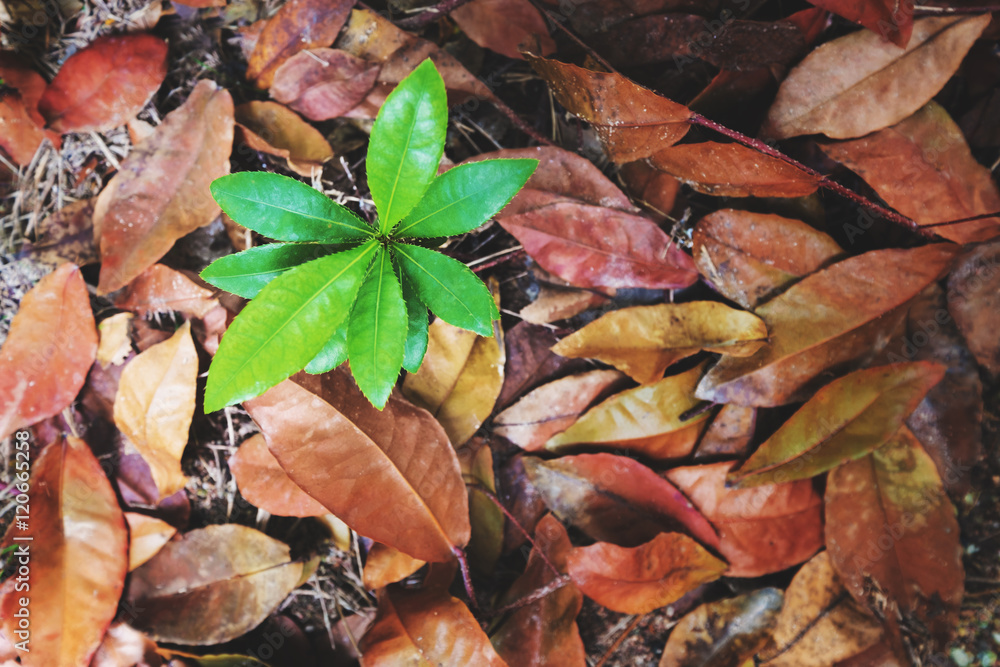Top view, beginning growth green plants emerge from dead dried leaves, concept of new development or new life and hope, never give up from obstacle Top view, beginning growth green plants emerge from dead dried leaves, concept of new development or new life and hope, never give up from obstacle