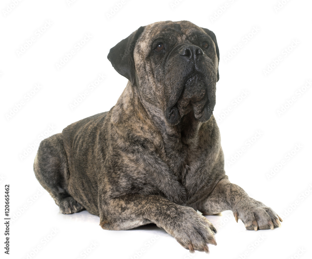 Naklejka premium bull mastiff in studio