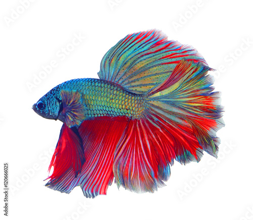 Obraz na płótnie red blue Thai fighting fish, betta isolated on white
