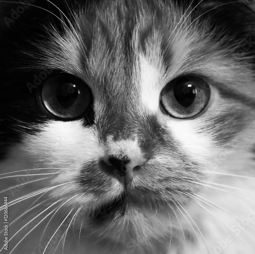 Photography Cat portrait close up in black and white photo