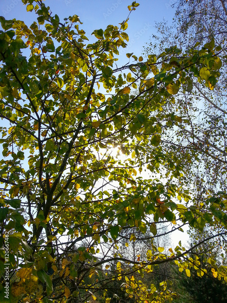 Beautiful forest trees in the morning sunshine/Beautiful forest trees in the morning sunshine Beautiful forest trees in the morning sunshine/Beautiful forest trees in the morning sunshine