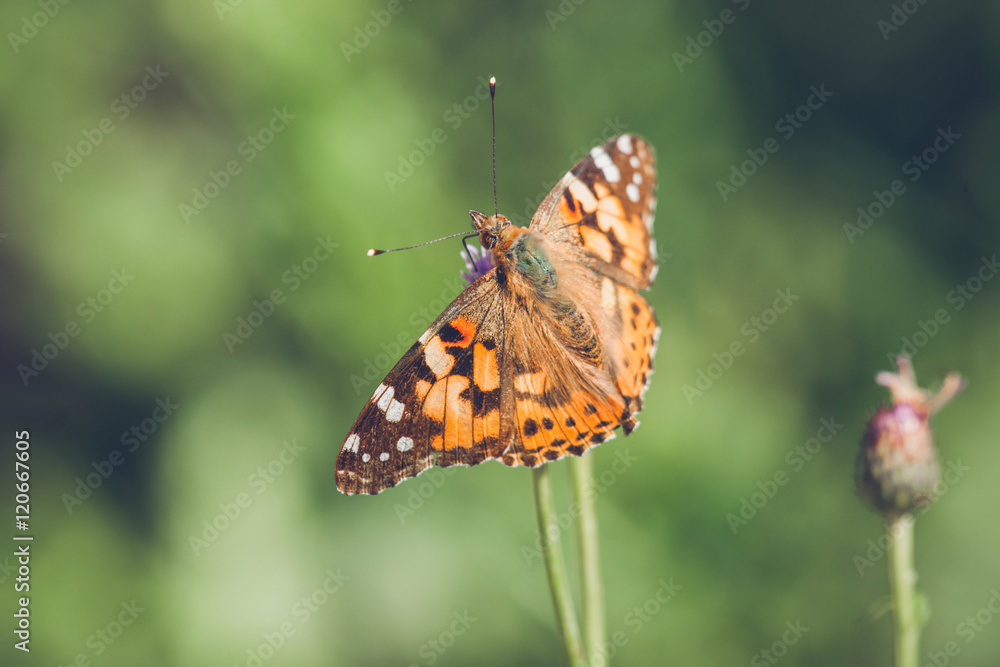Orange butterfly of the species Vanessa Cardui Orange butterfly of the species Vanessa Cardui