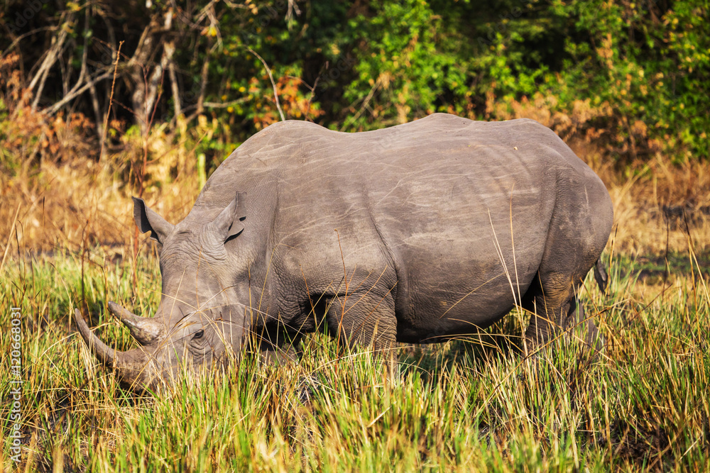 Obraz premium African rhinoceros 