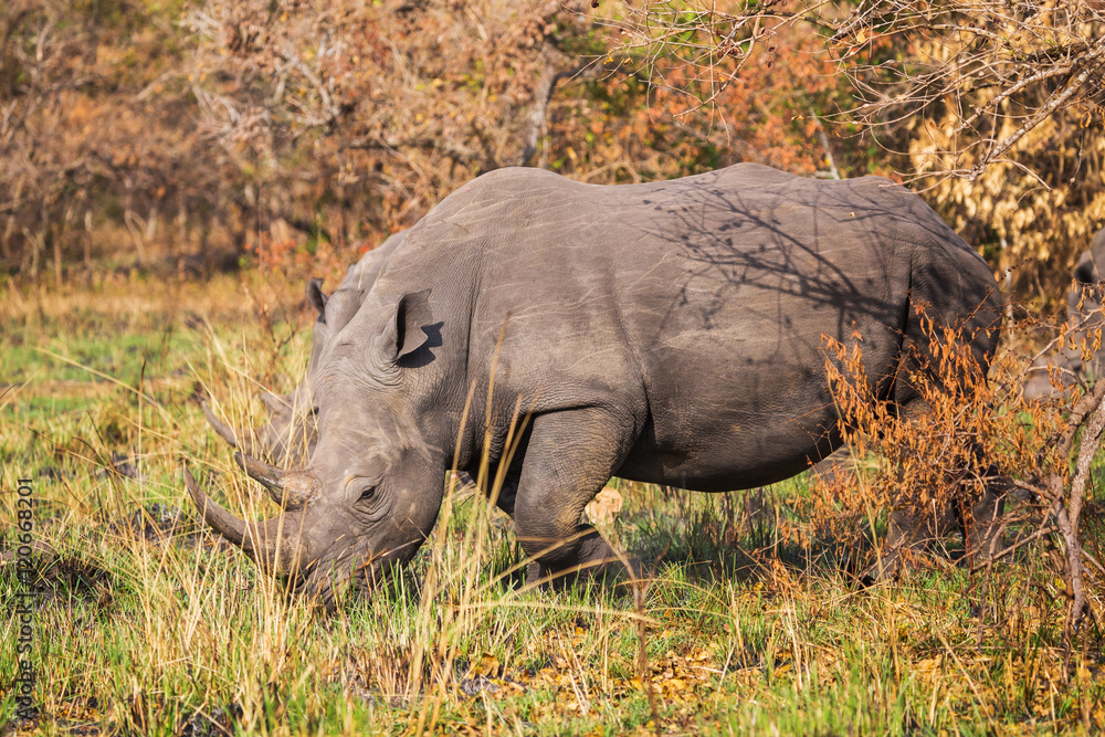 Naklejka premium African rhinoceros 