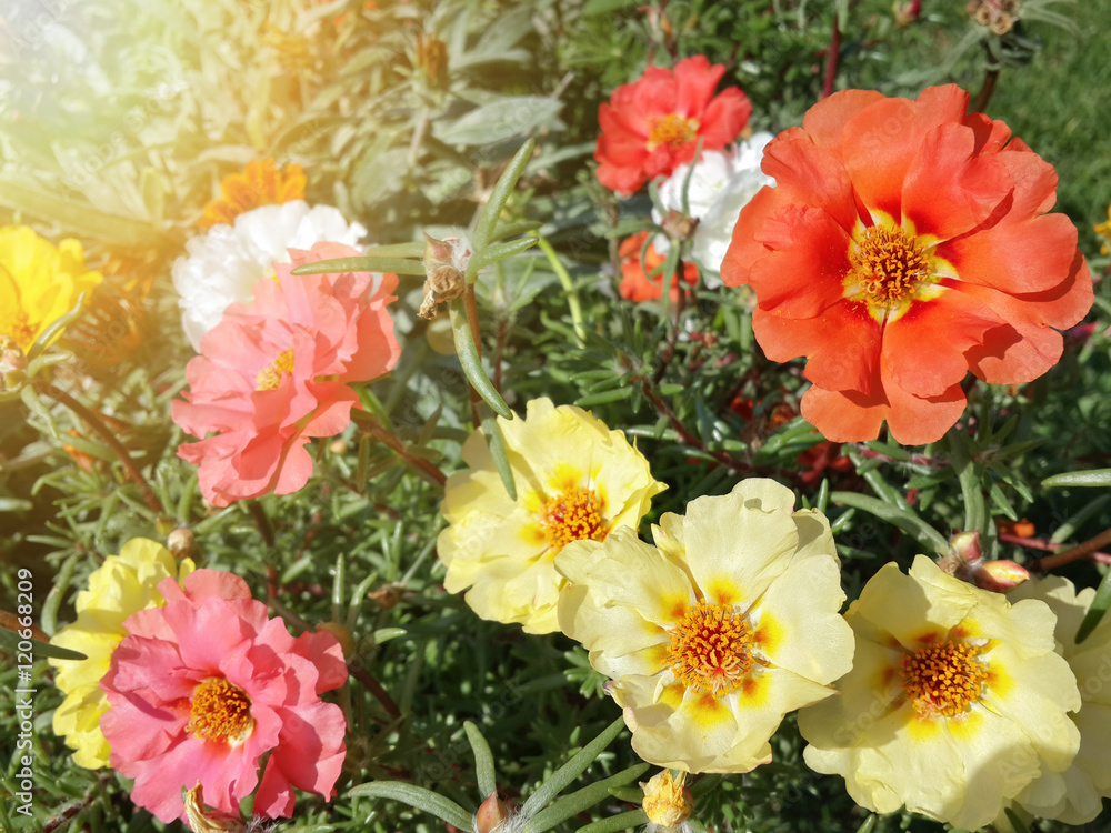 Beautiful garden yellow, orange and pink moss rose flowers/Beautiful garden yellow, orange and pink moss rose flowers Beautiful garden yellow, orange and pink moss rose flowers/Beautiful garden yellow, orange and pink moss rose flowers