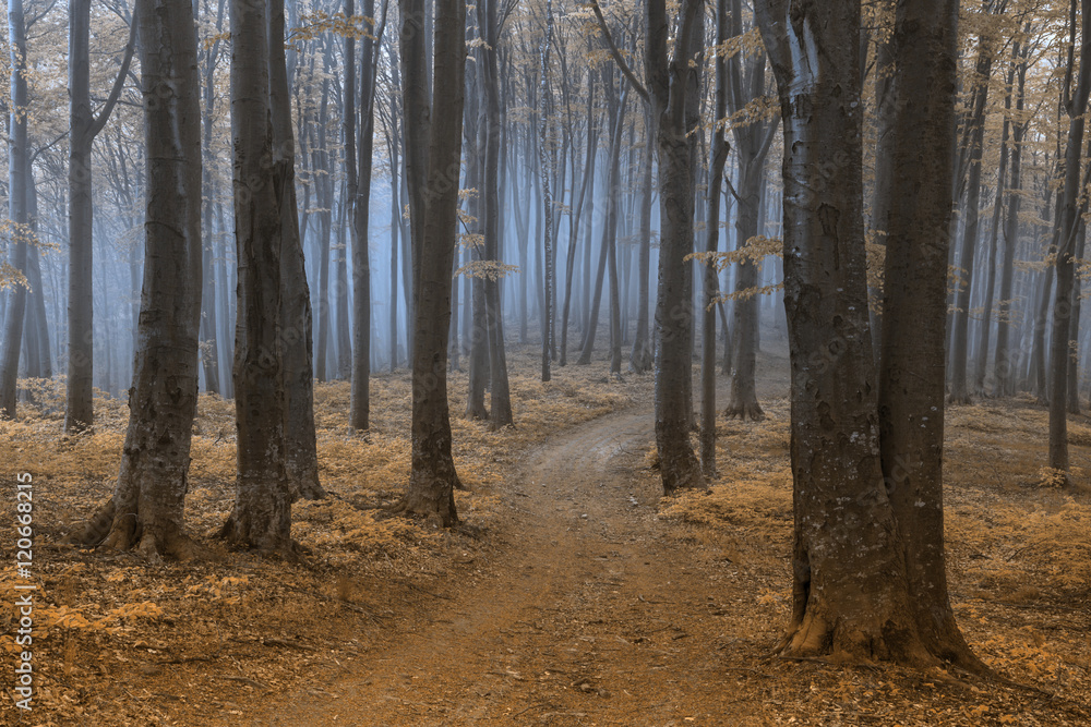 Romantic trail in foggy forest Romantic trail in foggy forest