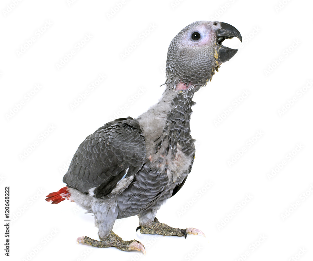 Fototapeta premium baby gray parrot
