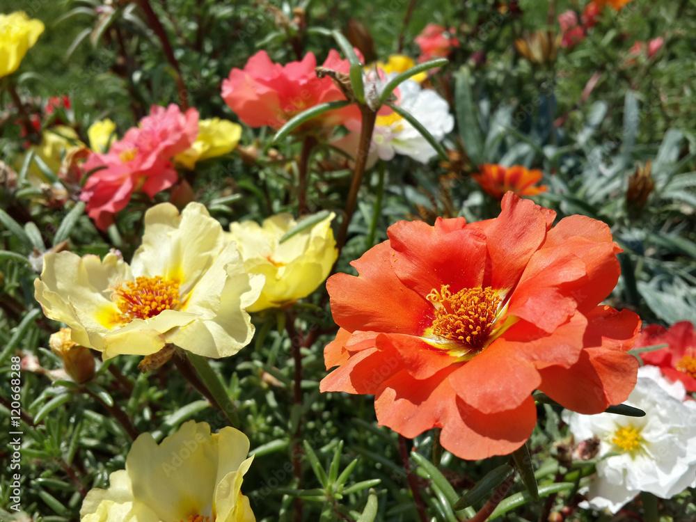Beautiful garden yellow and orange moss rose flowers/Beautiful garden yellow and orange moss rose flowers Beautiful garden yellow and orange moss rose flowers/Beautiful garden yellow and orange moss rose flowers