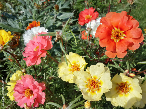 Beautiful garden yellow, orange and pink moss rose flowers/Beautiful garden yellow, orange and pink moss rose flowers