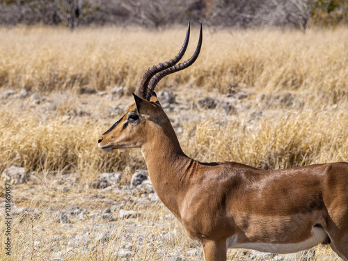 Springbok in Etosha National Park  Namibia