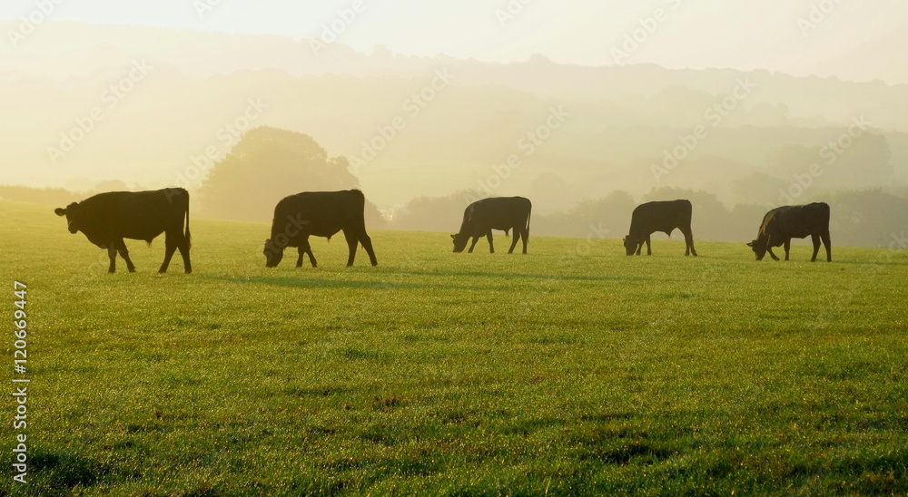 Herd of cows grazing on a farmland in Devon, England