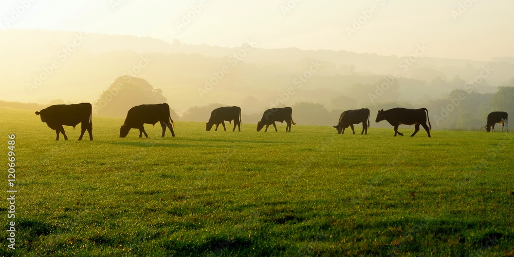 Herd of cows grazing on a farmland in Devon, England - obrazy, fototapety, plakaty 