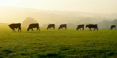 Foto auf Leinwand Kuh Kuhherde grasen auf einem Ackerland in Devon, England  © Savo Ilic