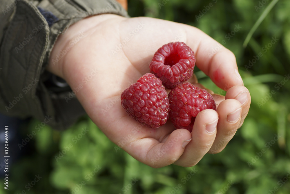 Children's hand holding a raspberry. Children's hand holding a raspberry.