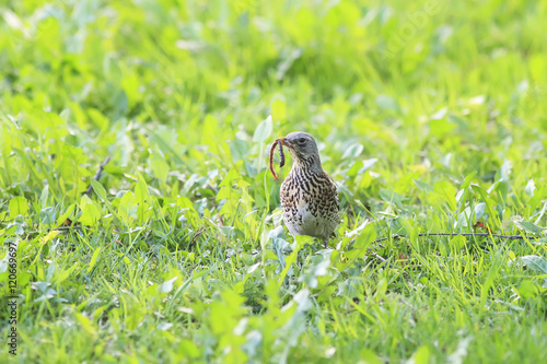 the bird, the Blackbird collects in the beak worms in the green grass