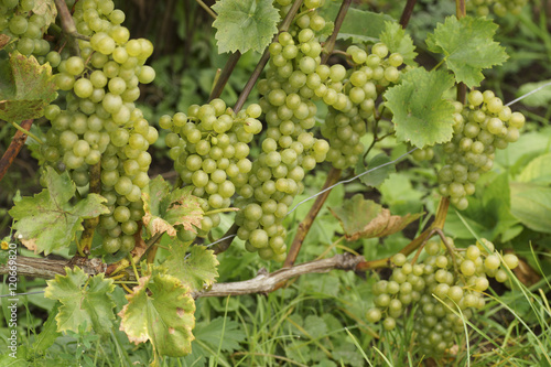 The branch of grapes growing in the garden.