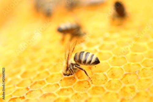 Honeybee © Simun Ascic