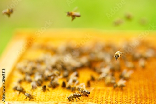 Honeybees on honeycomb