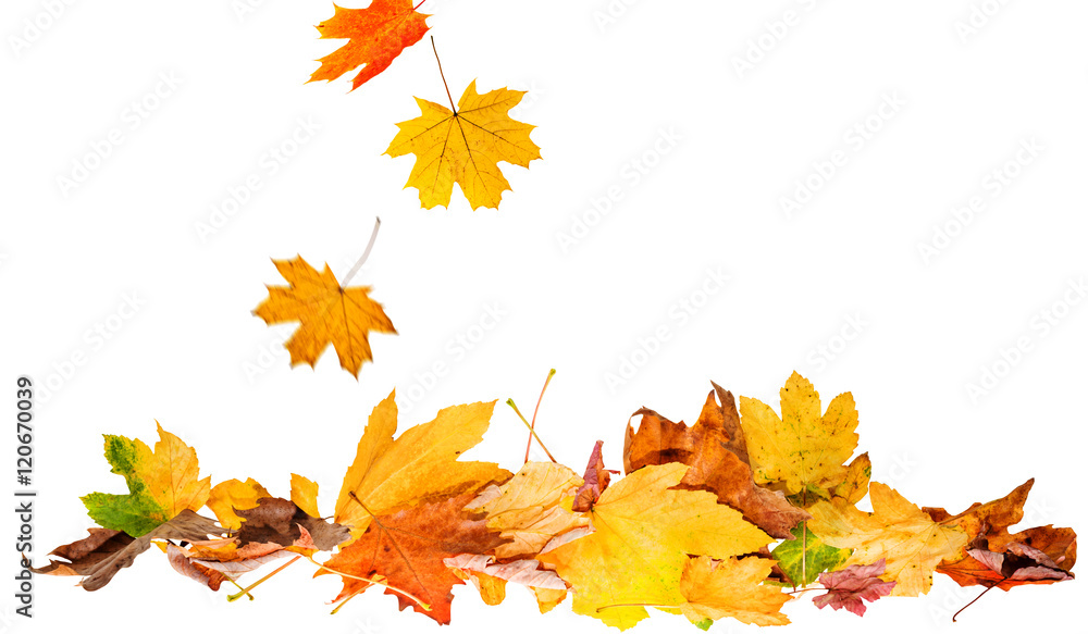 autumn leaves - obrazy, fototapety, plakaty 