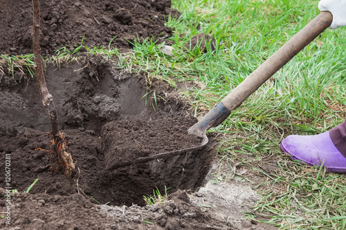 Planting seedlings in landing pit