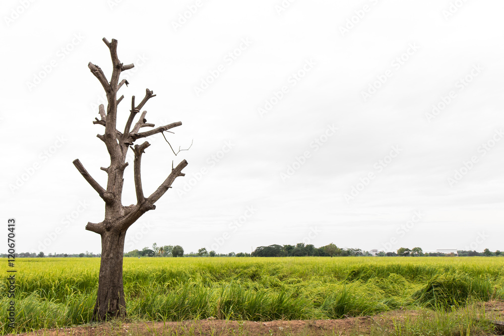Bare tree branch cut. Bare tree branch cut.