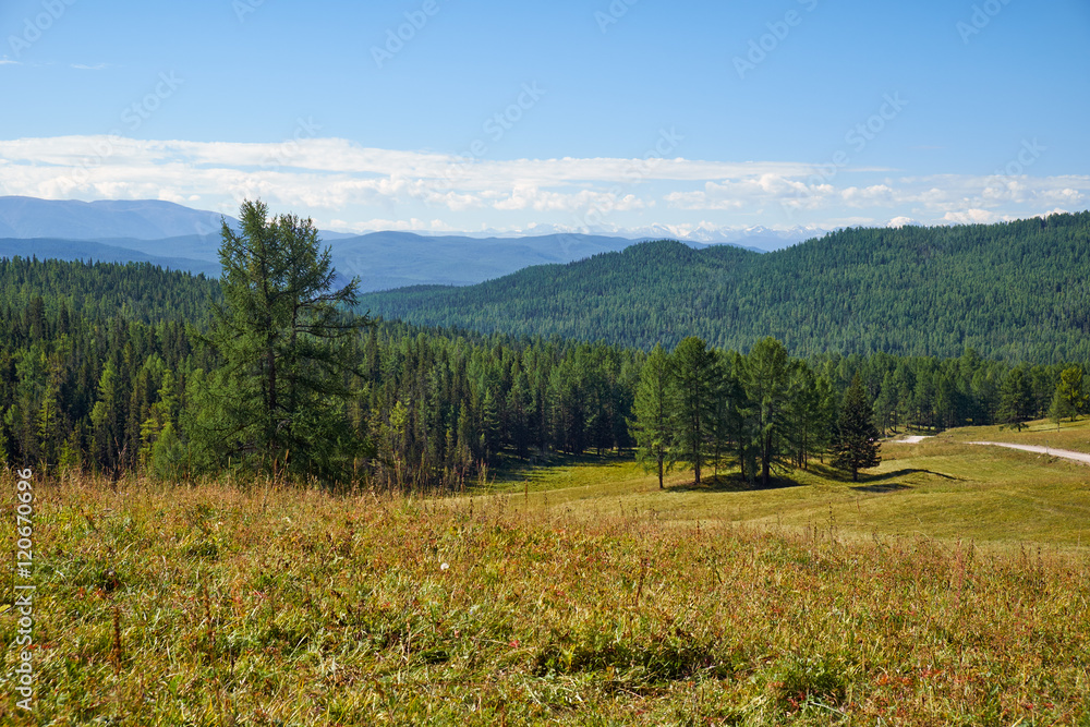 Altai mountains grassland and forest landscape