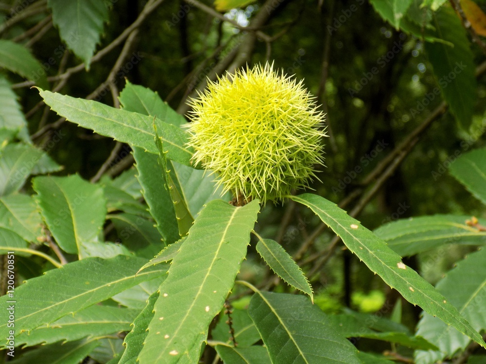 Immature chestnut on chestnut tree in garden during autumn Immature chestnut on chestnut tree in garden during autumn