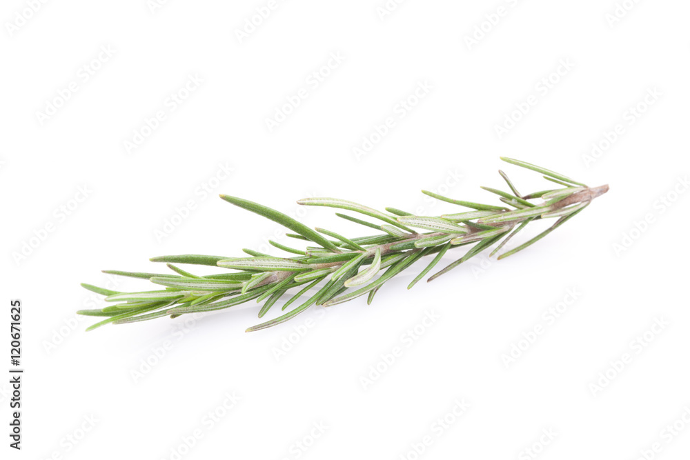 rosemary isolated on white background..