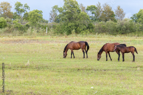 Two horses and a foal graze in the meadow 