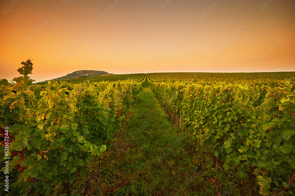 Fields with vineyards at sunset. Toned
