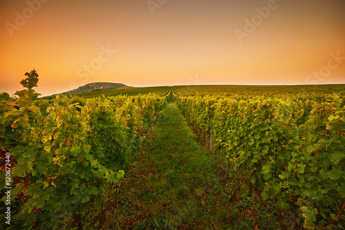 Fields with vineyards at sunset. Toned