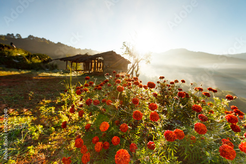 Misty morning flower and tea plantation in the Doi Ang Khang, Ch photo