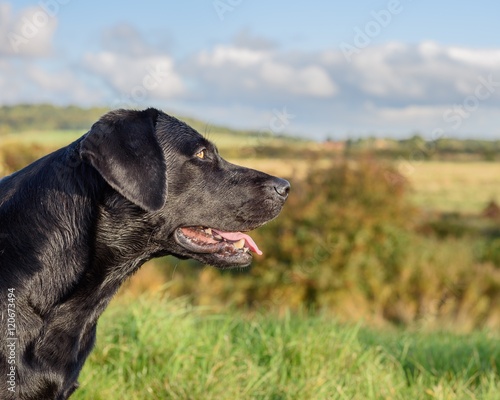 Fototapeta Naklejka Na Ścianę i Meble -  Black Labrador Retriever