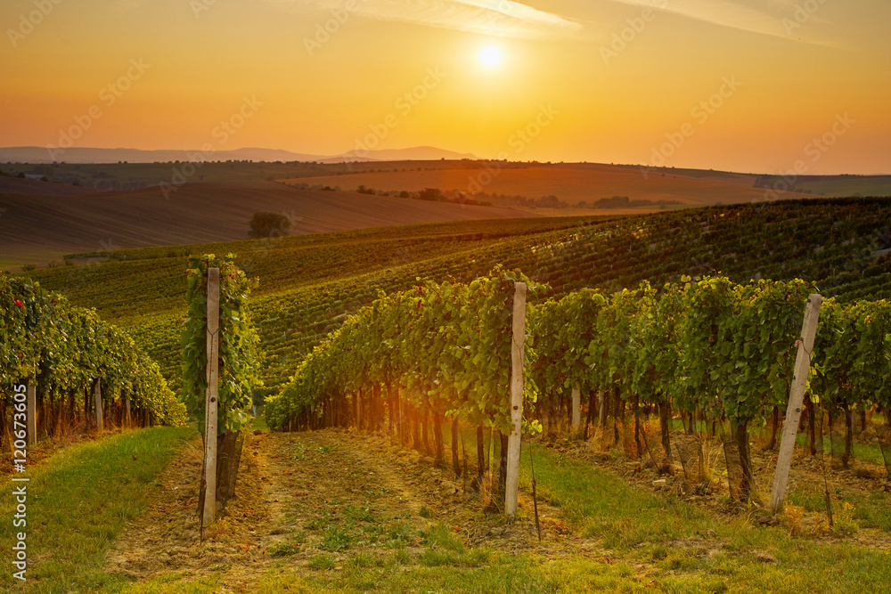 Evening view of the vineyards
