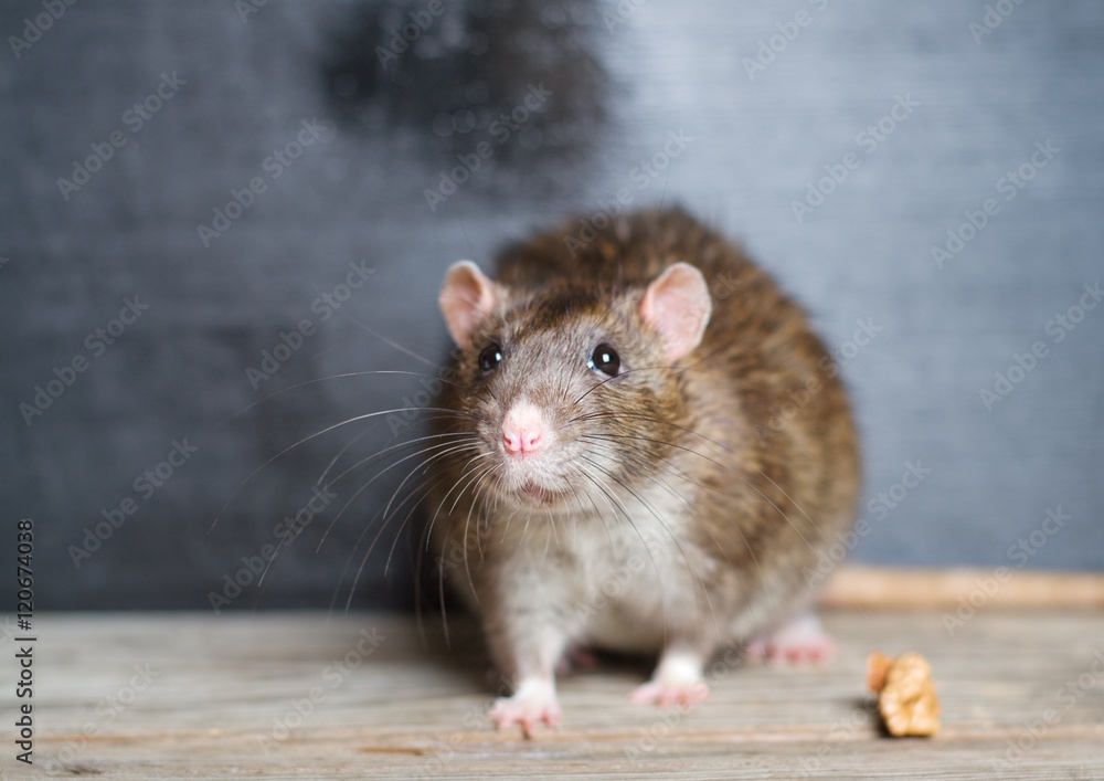 Hand rat sitting on a wooden table