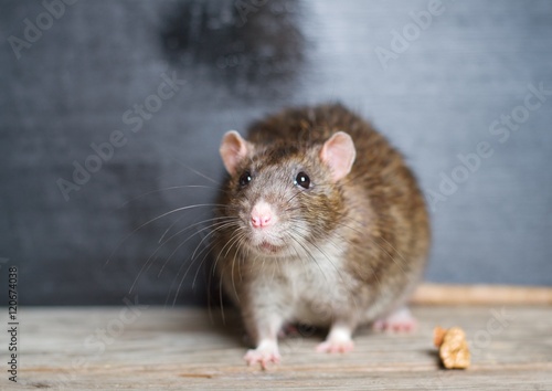 Hand rat sitting on a wooden table