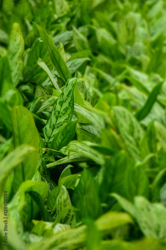 macro detail of green ground's plant's leafs