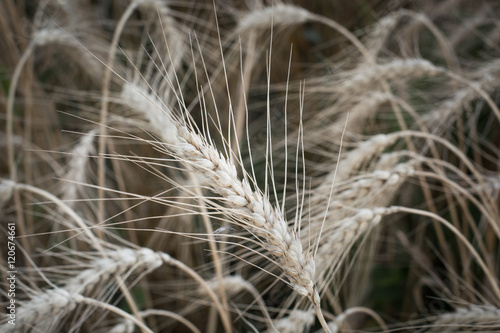 Ears of ripe wheat growing in field. Shallow depth of field.