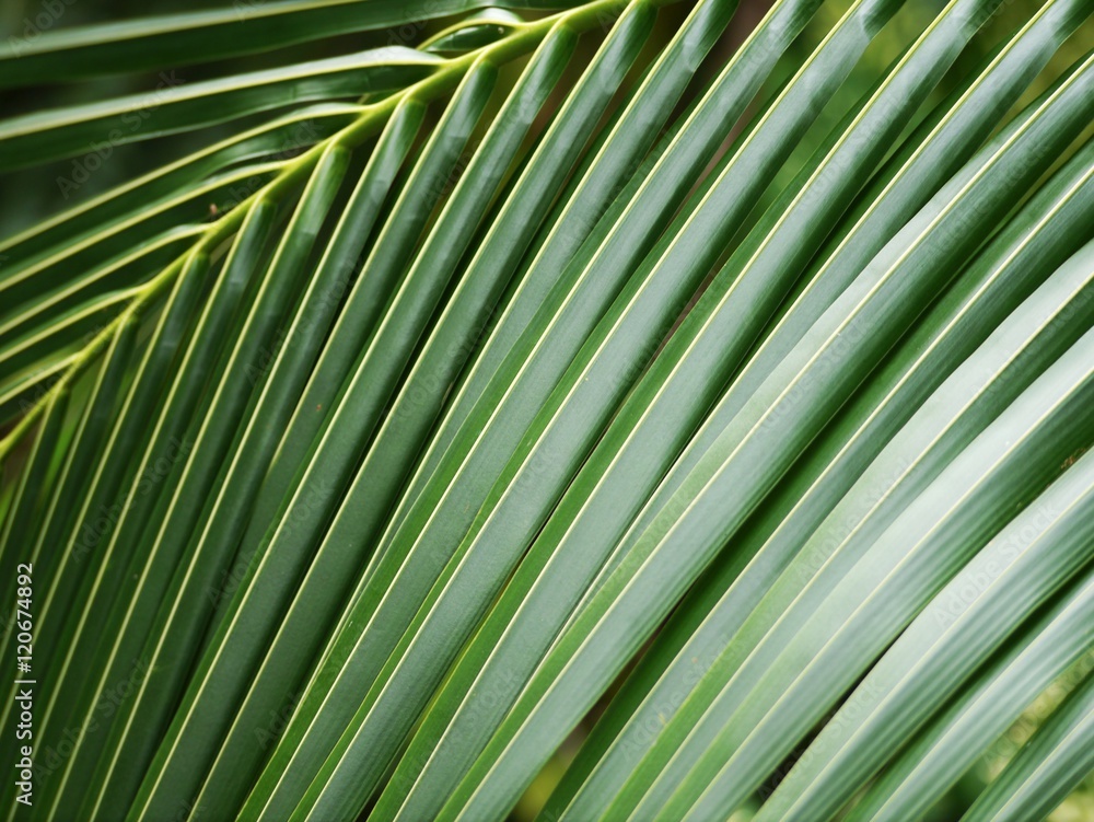 Naklejka premium Coconut tree