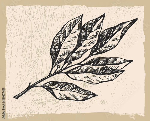 Hand drawn bay leaf