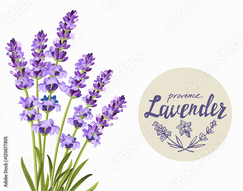 vector lavender background