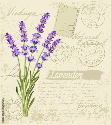 vector lavender set