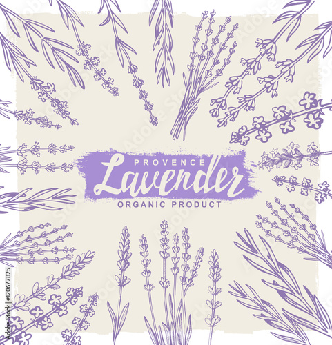vector lavender set