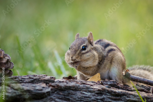 Adorable and cute Eastern Chipmunk (Tamias striatus) stuffs cheeks in a woodland autumn scene © rabbitti