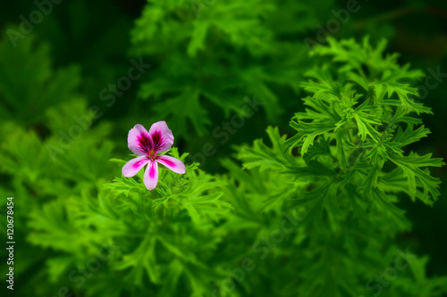 macro detail of a pink flower