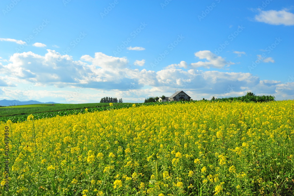 Yellow Flower Fields in Biei, Hokkaido, Japan Yellow Flower Fields in Biei, Hokkaido, Japan