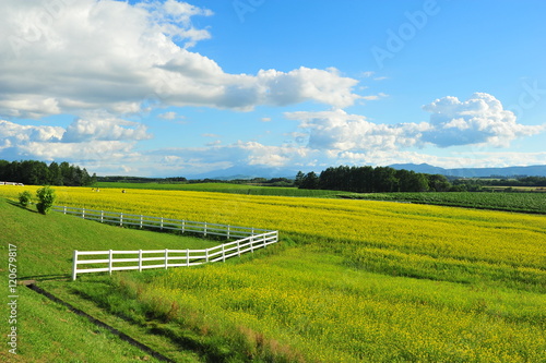Yellow Flower Fields in Biei  Hokkaido  Japan