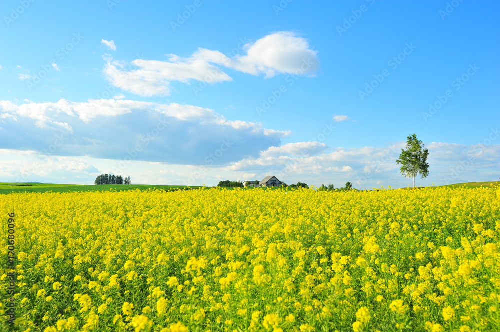 Yellow Flower Fields in Biei, Hokkaido, Japan Yellow Flower Fields in Biei, Hokkaido, Japan